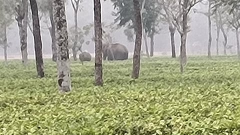 चाय बागान में टहलते हाथी