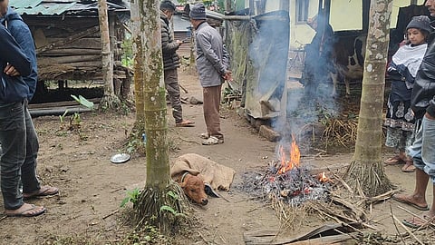 गंभीर हालत में घायल बछड़ा
