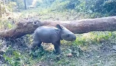 गैंडे का नन्हा शावक
