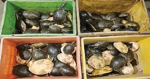 105 rare turtles recovered, one smuggler arrested; the smuggling network stretched from Uttar Pradesh to West Bengal.