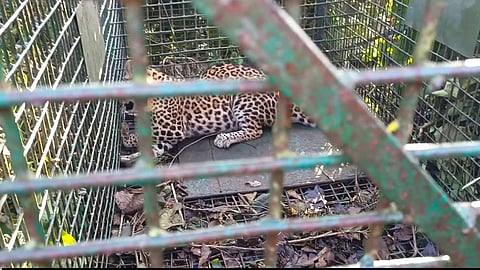 पिंजरा के अंदर बैठा तेंदुआ

