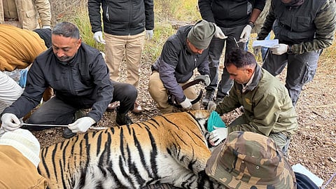 ऐतिहासिक टाइगर कॉरीडोर मुकुंदरा-रामगढ़ विषधारी बनेगा बाघ संरक्षण का केंद्र