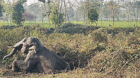 कुएं में फंसा हाथी का बच्चा

