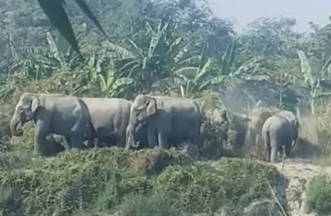 जंगल लौटता हाथियों का झुंड

