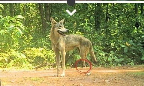 जंगल में दिखे तीन टांग वाले दो भेड़िये              