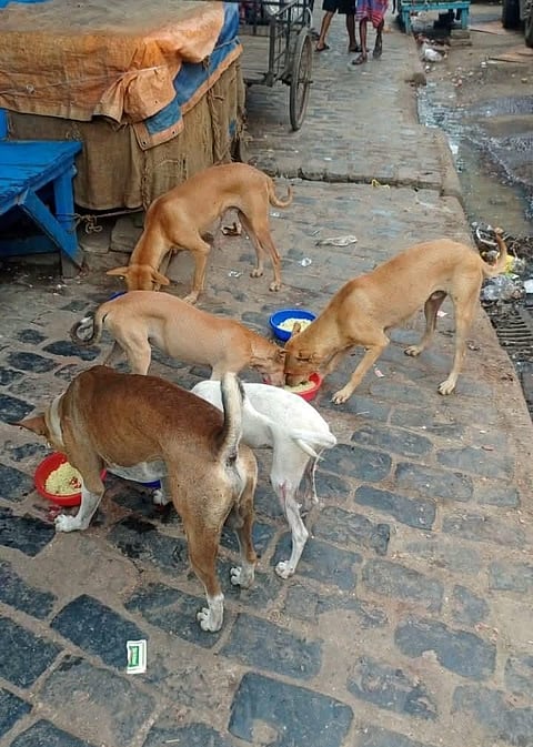 बेसहारा पशुओं के लिए उम्मीद बनी मिरेकल फॉर वॉयसलेस'