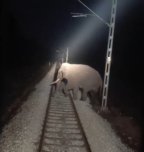 रेल लाइन पार करता दंतैल हाथी

