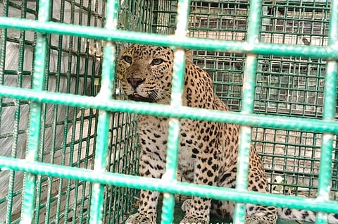 पिंजरे में बंद तेंदुआ