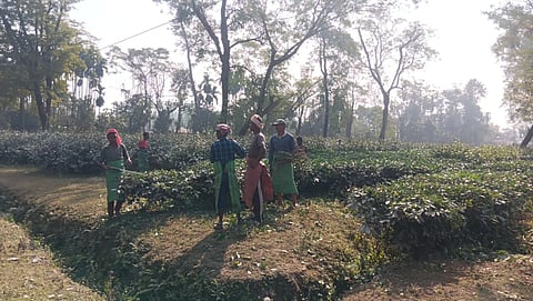 चाय बागान में काम करते श्रमिक

