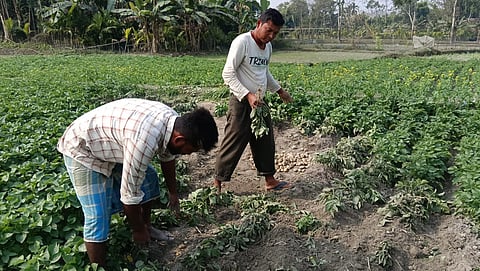 तबाह हुए खेत