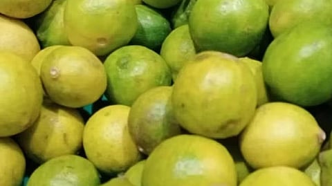 सब ऋतुओं में स्वास्थ्यवर्धक फल है नींबू
