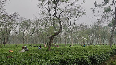 चाय बागान का एक फाईल फोटो
