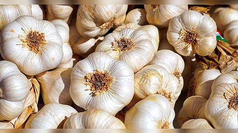 अनेक रोाग दूर करता है लहसुन