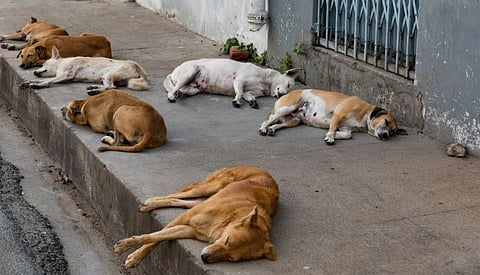 The tragic incident of poisoning and killing of 15 innocent dogs in Bangaon