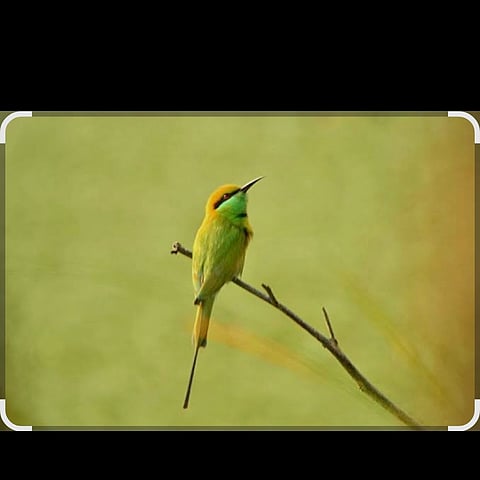 ग्रेट बैकयार्ड बर्ड काउंट 2025: लगातार चौथे साल पक्षी प्रजातियों की संख्या में बंगाल देश में अव्वल