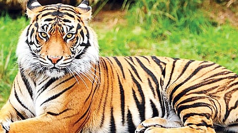 बाघ के हमले से मछुआरे की मौत