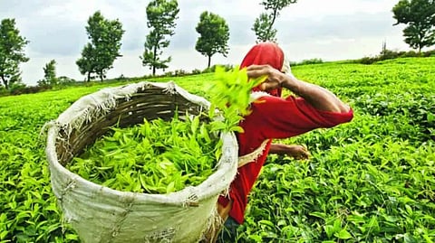 चाय बागान के बंद होने पर राजनीति गरमायी