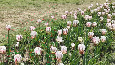 दिल्ली में ट्यूलिप उत्सव – रंग-बिरंगे फूलों के बिछे हैं गलीचे