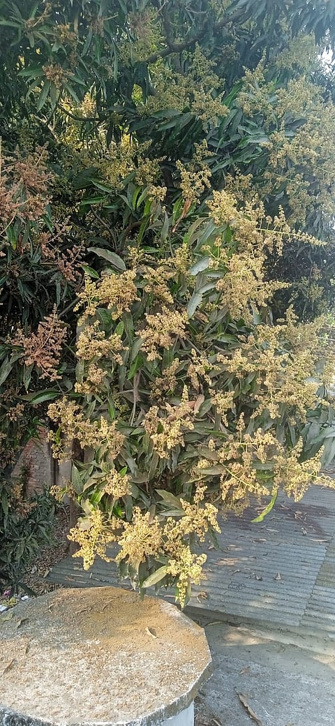 कलियों से लदा आम का पेड़