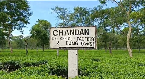 चंदन चाय बागान
