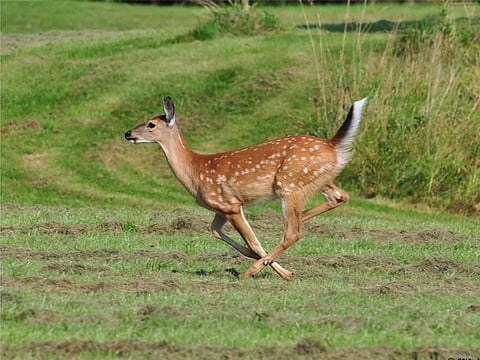 हिरण की चौकड़ी