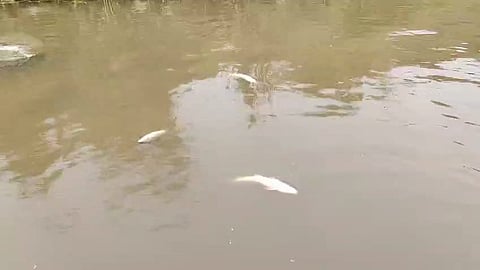 पंगा नदी में मरी हुई मछलियां

