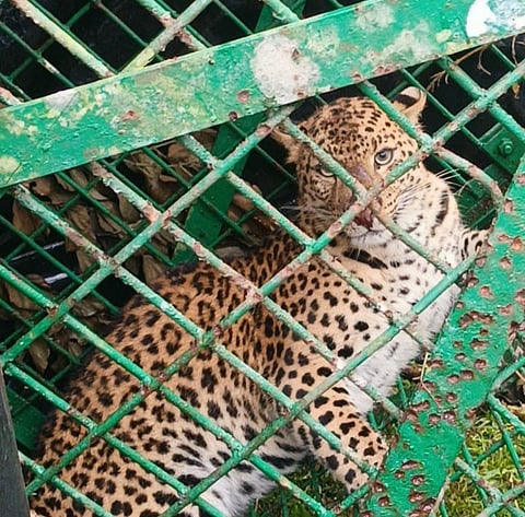 पिंजरे में कैद तेंदुआ