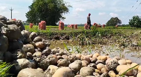 आलू के तबाह हुए खेत
