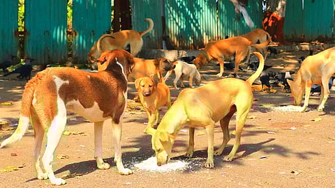AHPL Launches Cost 2 Cost CSR for Street Animals' Diagnostics