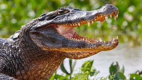 मगरमच्छ