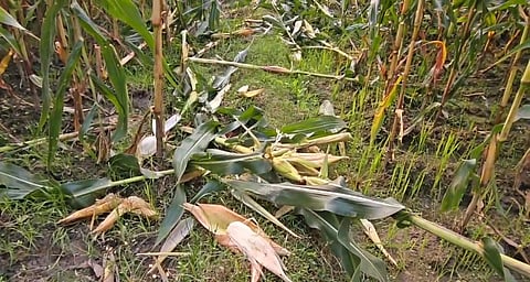 हाथियों के हमले के बाद नष्ट फसलें