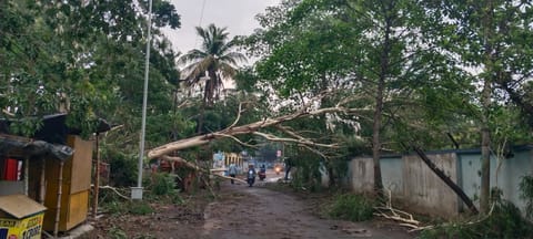 बोरो और सिविल डिफेंस के चक्कर में पड़ा रहा गिरा हुआ पेड़