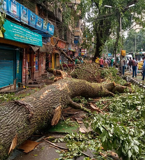 Jessore Road Accident: Tree Falls on Shops, Businessman's Son Injured in Bongaon