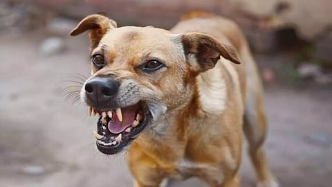 Dog