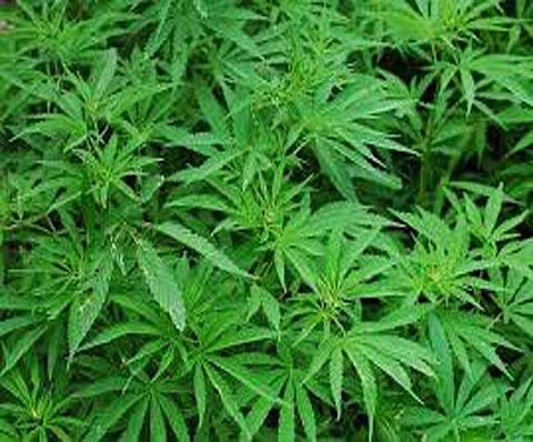Drug