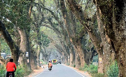 Danger of Old Trees on Jessore Road: Traffic Police Issue Alert