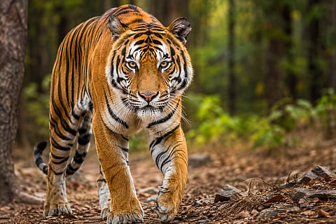Tiger