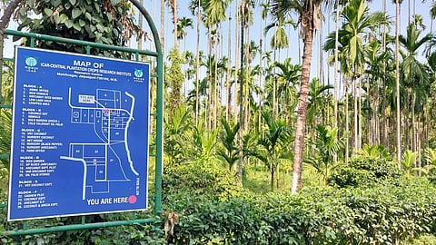 'मोहितनगर' प्रजाति की सुपारी के पेड़

