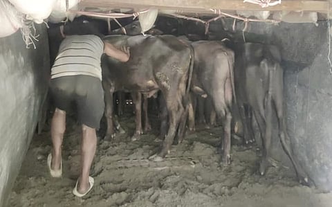 नाका चेकिंग में ट्रक से 22 भैंस के बछड़े बरामद