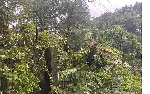 APDCL के खिलाफ नाराजगी, बिजली कटौती और पेड़ों की कटाई पर उठे सवाल