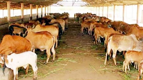 गौशाला