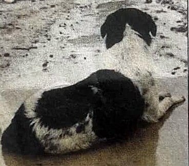Archana Mitra Offers to Adopt Dog Loyal to Missing Owner in Nepal Flood