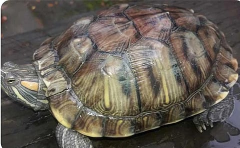 Rare Red Eared Slider Turtle Rescued From Hooghly River in Howrah Uluberia