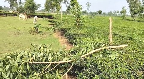 चाय बागान में रातों-रात 40 यूकिलिप्टस के पेड़ काटे, थाना में शिकायत