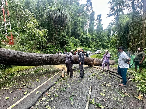 समाचार 1
फोटो कैप्शन: एटीआर पर बीडी नाला के पास गिरे विशाल पेड़ को हटाते दमकल कर्मी।

