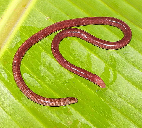 New Underground Amphibian Species Found in Western Ghats