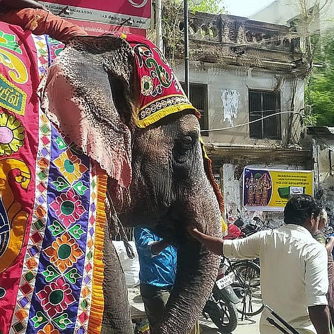  हथिनी दुर्गा को मदुरै मंदिर ले जाने की मंजूरी, ट्रांसफर पर विवाद