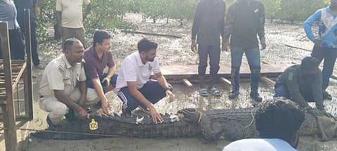 
समाचार 1: फोटो कैप्शन — कैंपबेल बे के मगर नाला क्षेत्र से वन विभाग की टीम द्वारा सुरक्षित पकड़ा गया खारे पानी का मगरमच्छ।
