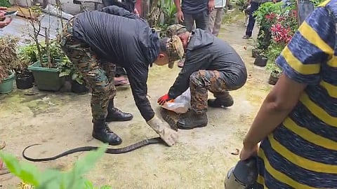 घुम्ती चाय बागान में फिर किंग कोबरा का रेस्क्यू