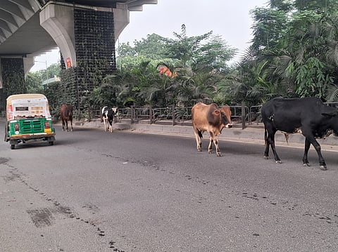 New Delhi